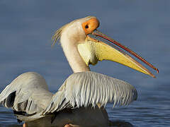 Great White Pelican