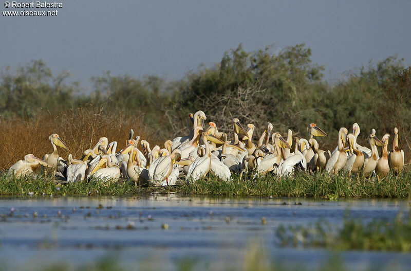 Great White Pelican