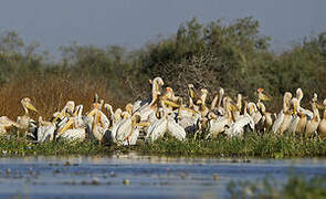 Great White Pelican