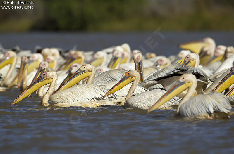 Great White Pelican