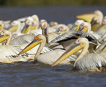 Great White Pelican