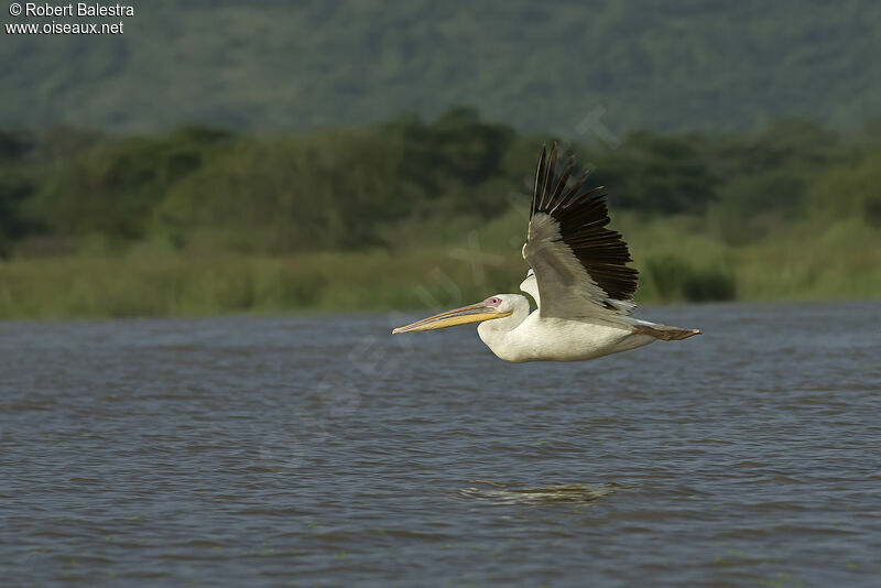 Great White Pelican