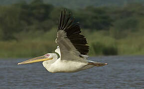 Great White Pelican