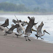 Brown Pelican