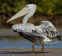 Pink-backed Pelican