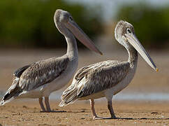 Pink-backed Pelican