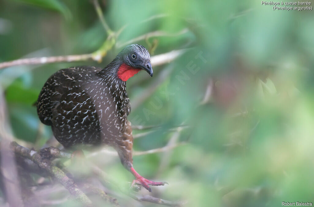 Band-tailed Guan