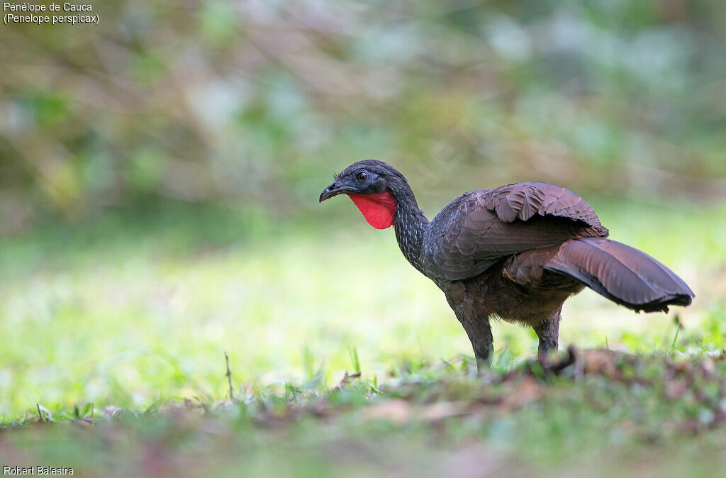 Cauca Guan