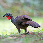 Cauca Guan