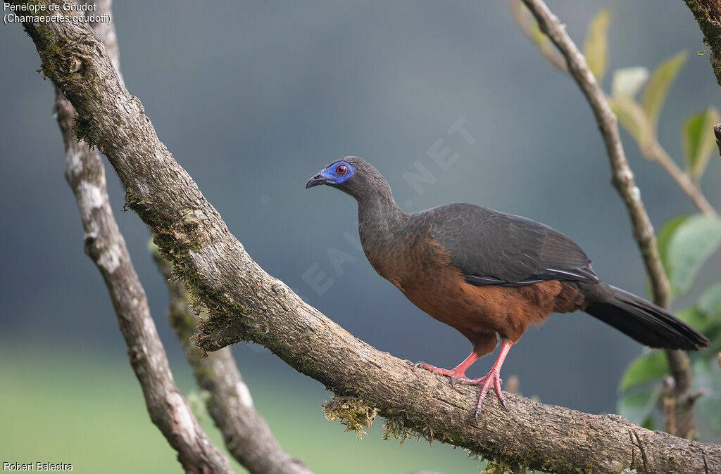 Sickle-winged Guan