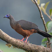 Sickle-winged Guan