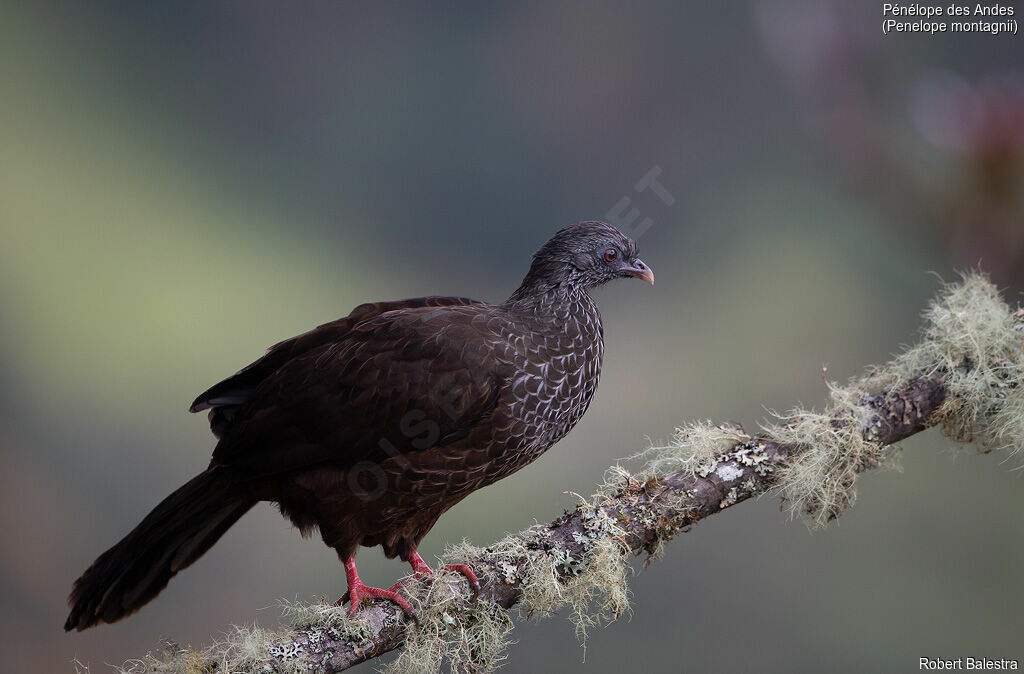 Andean Guan