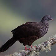 Andean Guan