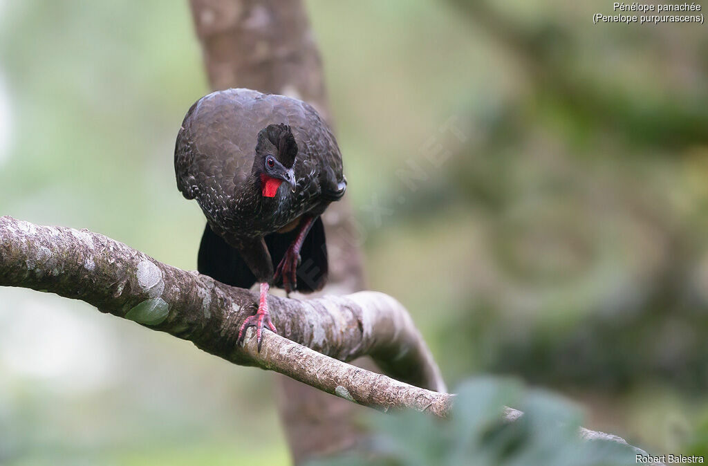 Crested Guan