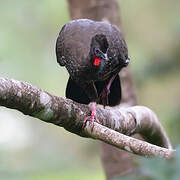 Crested Guan