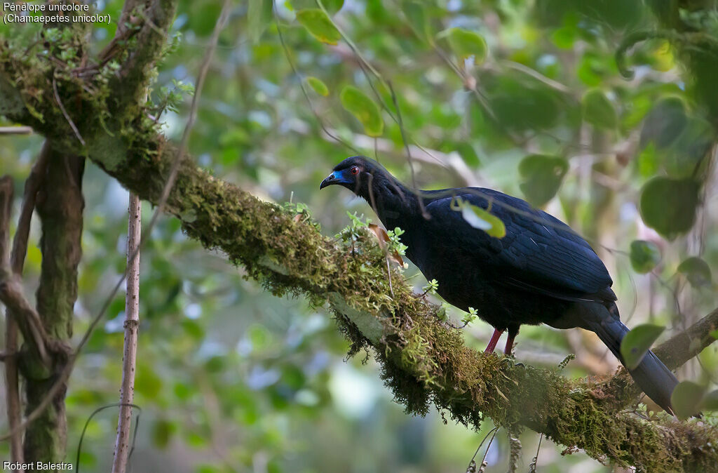 Black Guan