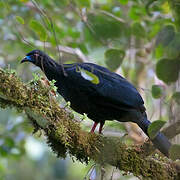 Black Guan