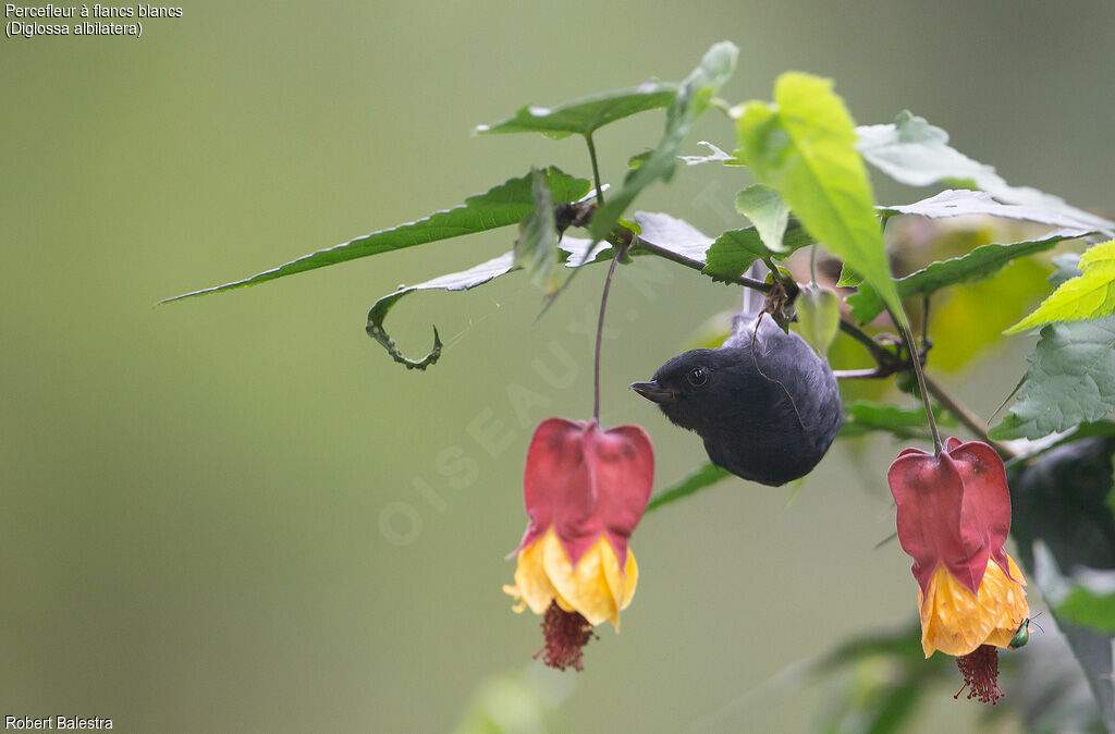 White-sided Flowerpiercer