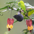 Percefleur à flancs blancs