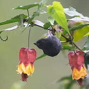 White-sided Flowerpiercer