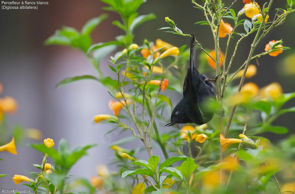 White-sided Flowerpiercer