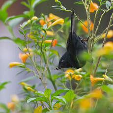 Percefleur à flancs blancs