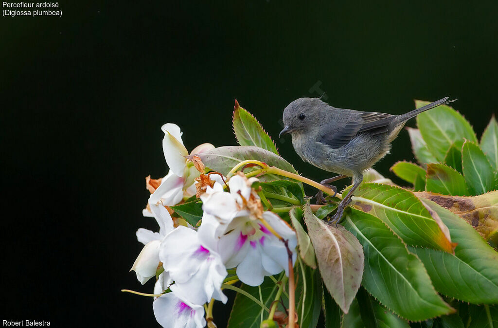 Slaty Flowerpiercer