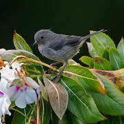 Slaty Flowerpiercer