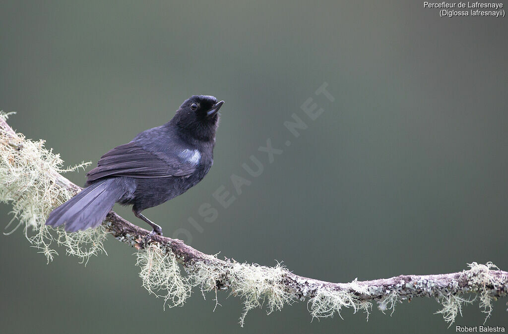 Glossy Flowerpiercer