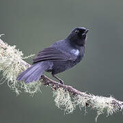 Glossy Flowerpiercer