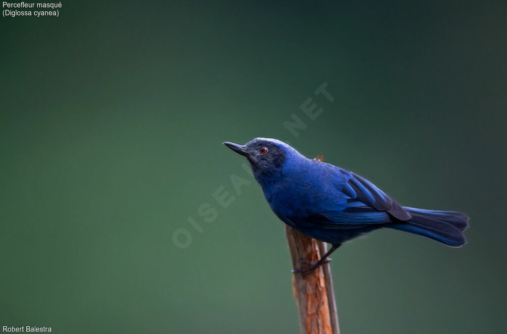 Masked Flowerpiercer