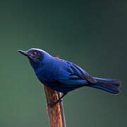 Masked Flowerpiercer