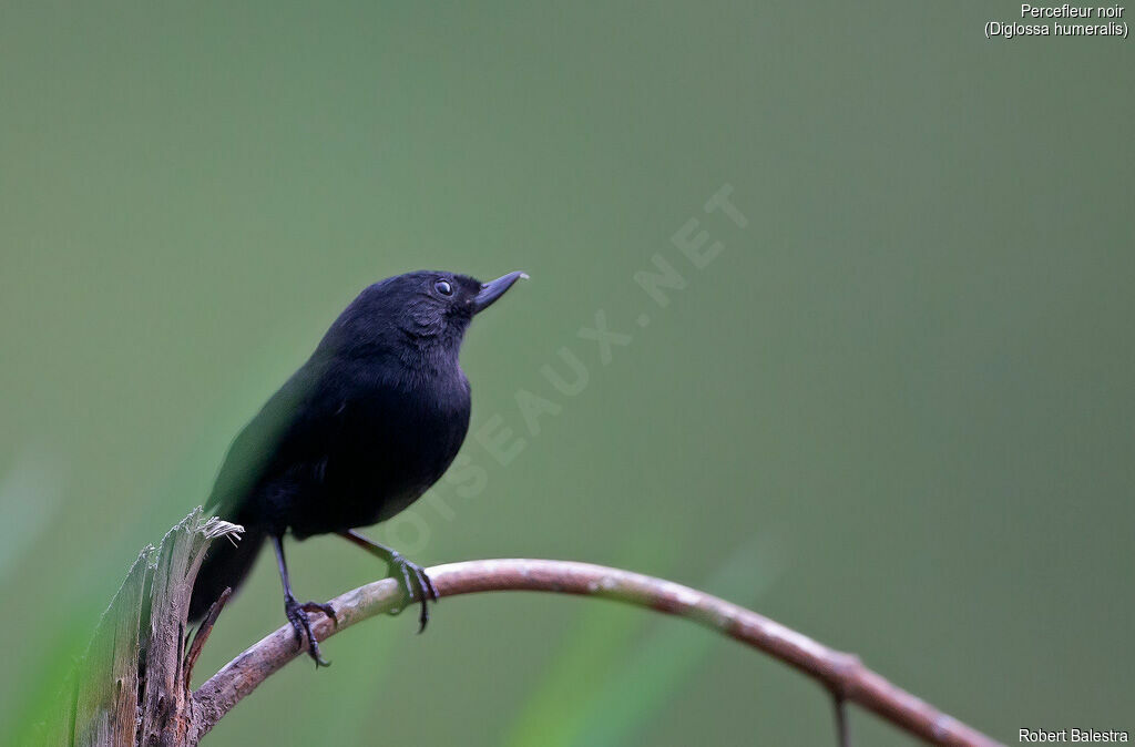 Black Flowerpiercer