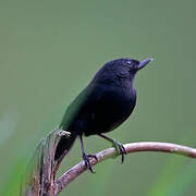 Black Flowerpiercer