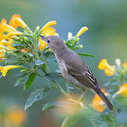 Rusty Flowerpiercer