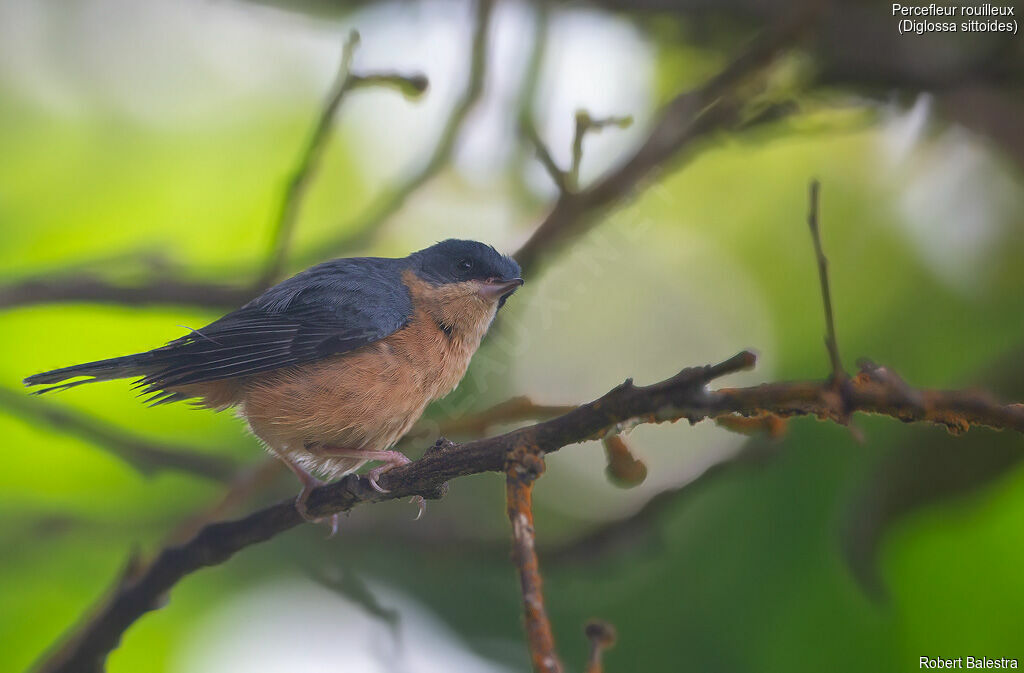 Rusty Flowerpiercer male