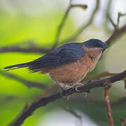 Rusty Flowerpiercer