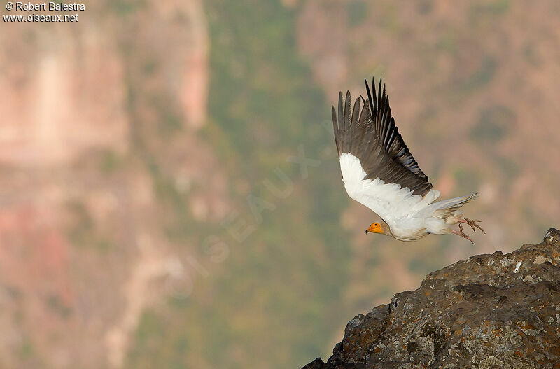 Egyptian Vulture