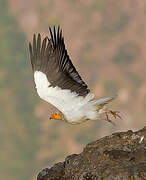 Egyptian Vulture