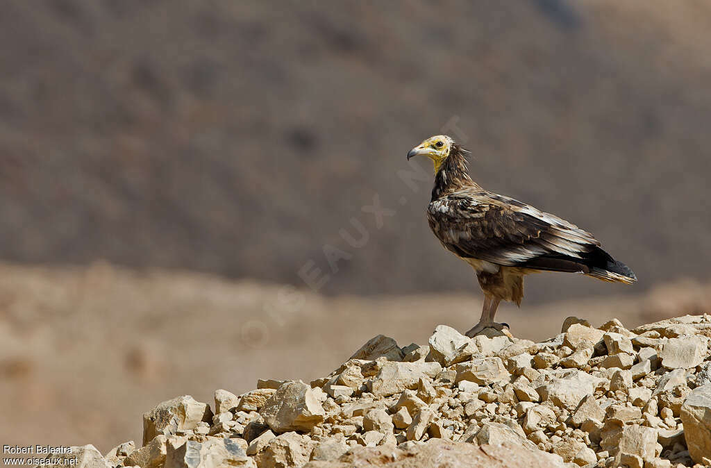 Percnoptère d'Égypteimmature, identification