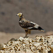 Egyptian Vulture