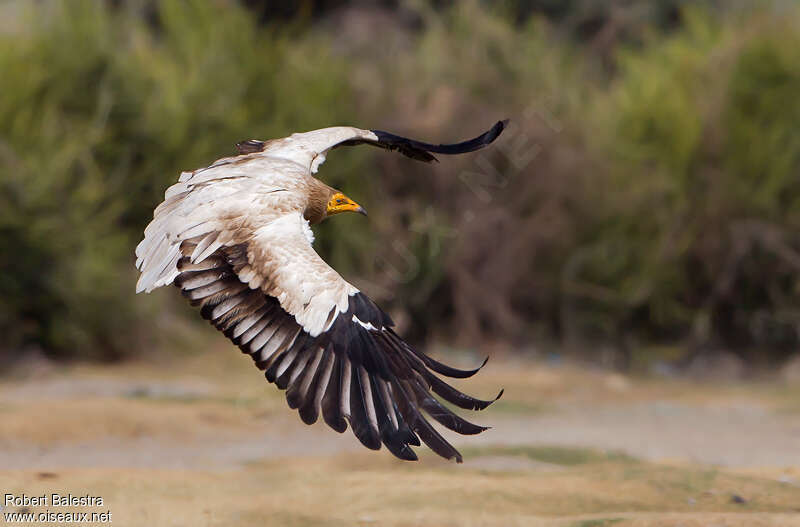 Egyptian Vultureadult, Flight