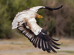 Egyptian Vulture