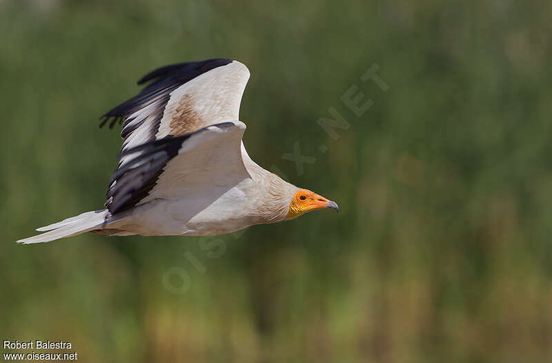 Egyptian Vultureadult, Flight