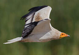 Egyptian Vulture