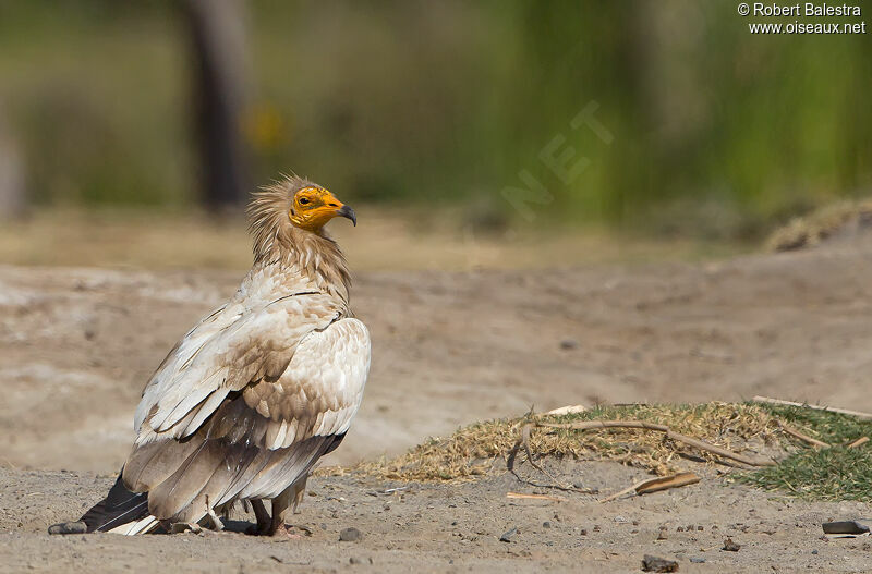 Egyptian Vulture