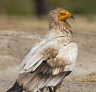 Egyptian Vulture