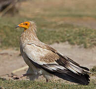 Egyptian Vulture