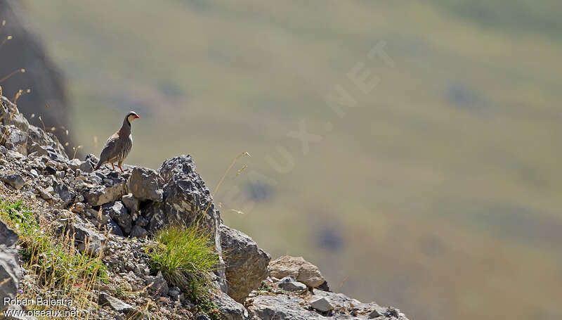 Rock Partridgeadult, habitat, Behaviour