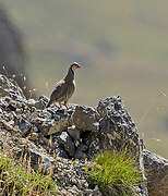 Rock Partridge